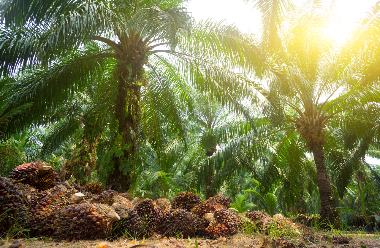 palm-3