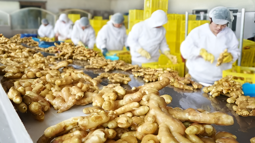 ginger-processing-plant